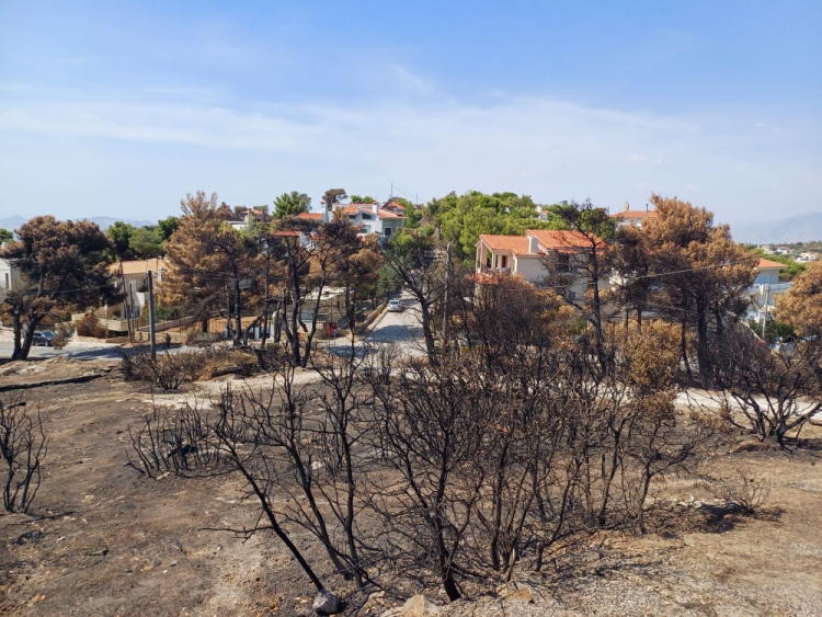 Foto af huse og brændte træer i Athens forstader i Grækenland
