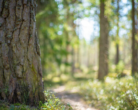 Når vi kun ser stykkerne, misser vi nogle gange helheden