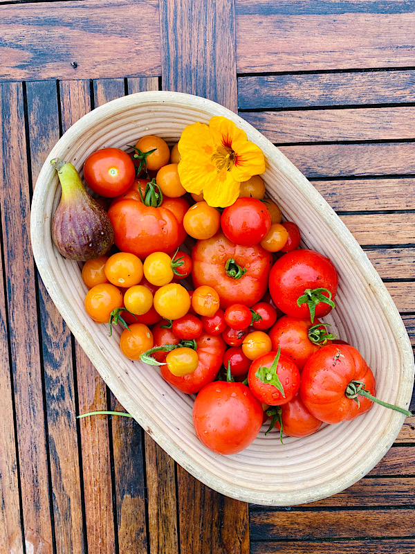 Tomater i lange baner - i alle farver
