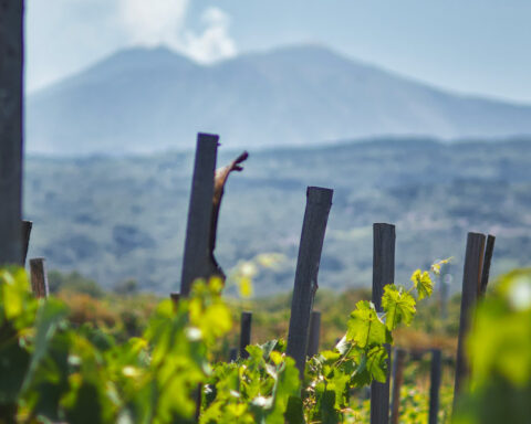 Varme og vulkaner: De lokale druer er Italiens stolthed