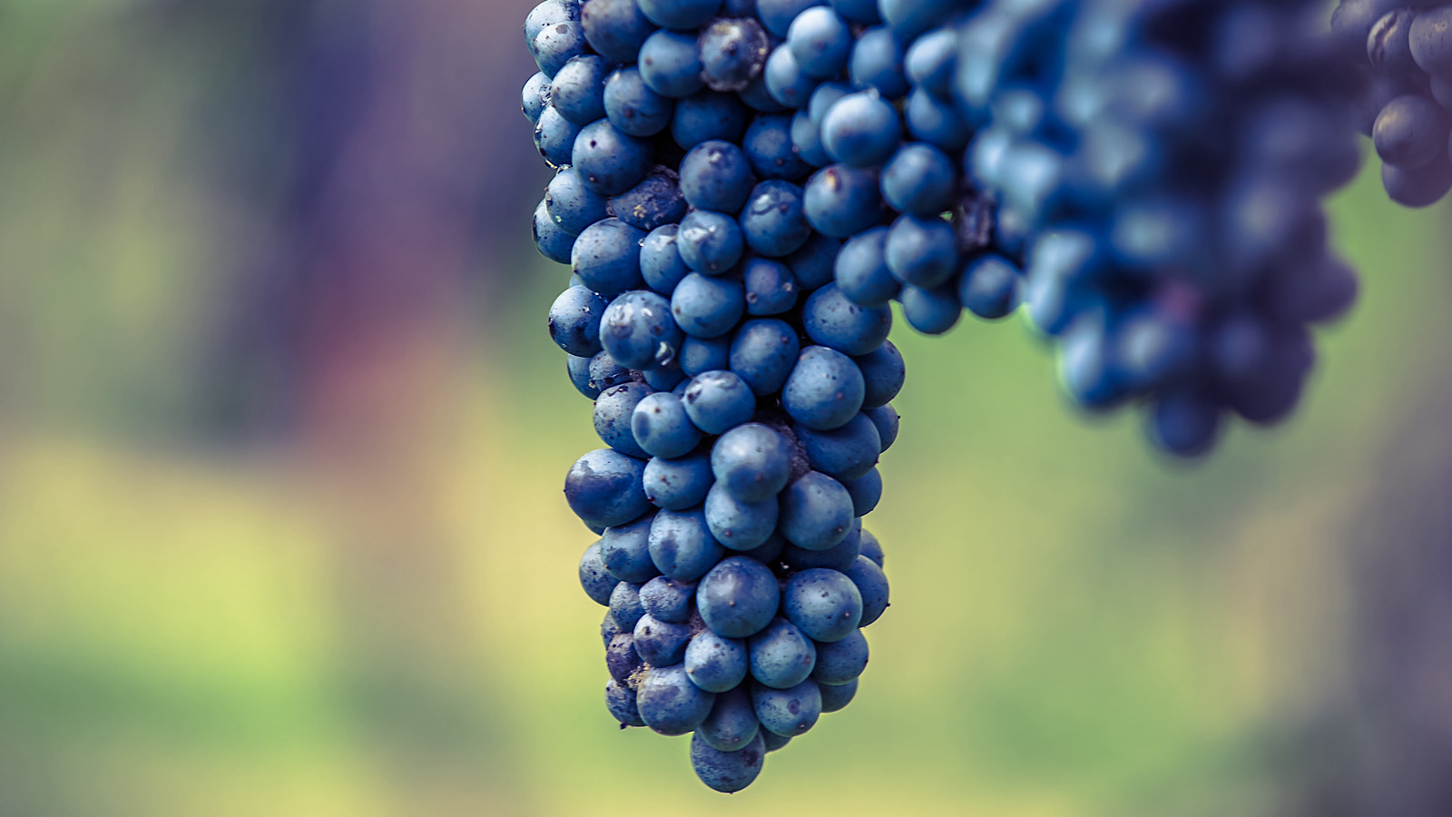 Lambrusco laves på særlige druer