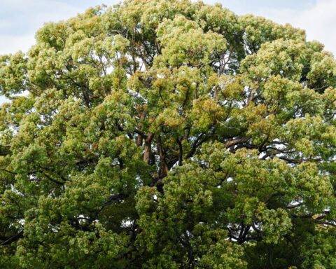 En stor grøn trækrone som symbol tilstrækkelighed, vejen til trivsel for mennesker og planeten.