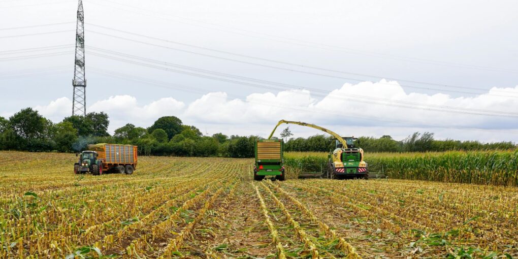 Majshøst i tysk landbrug.