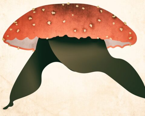 Køn og lovgivning: Hvad er ligheden mellem en paddehat og en kvinde?