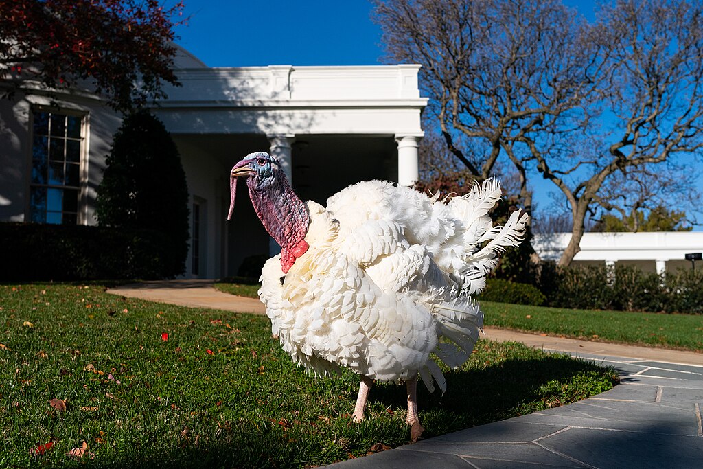 Kalkun, benådet. Foto fra 2020. Det Hvide Hus.