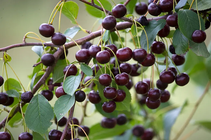 Kirsebær fra Frederiksdal.