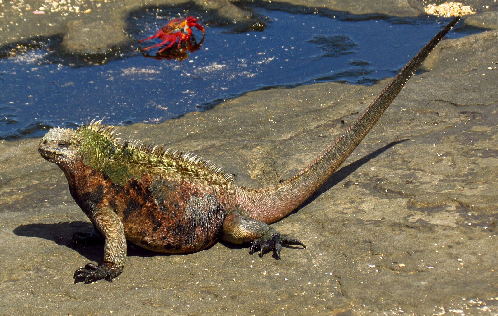 Hump Snout Lizard Lyre Head LizardArkivfotografi1007542927 | Shutterstock, image size:1600x1017