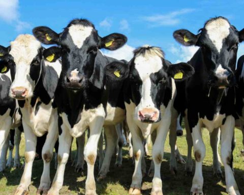 Kvæget er udråbt til syndebuk, men er biokrisens bedste løsning