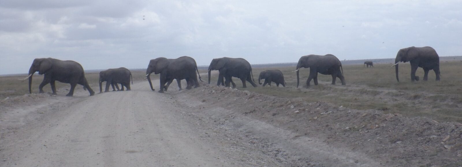 Elefantflok, hvoraf den forreste har meget store stødtænder, krydser vej i Botswana.
