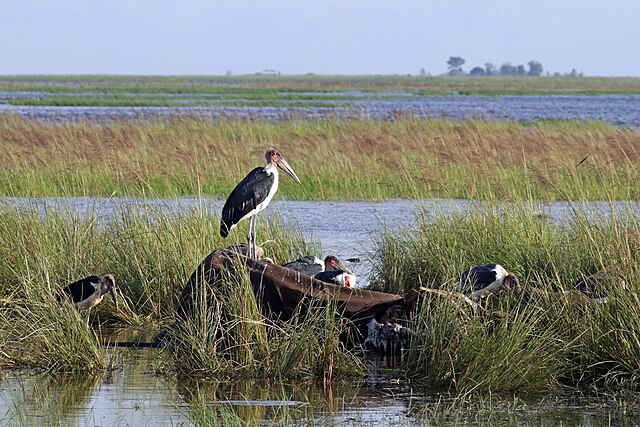 Et elefantlig i et vandområde. Fugle holder pause på liget.