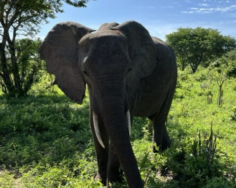 Et spørgsmål om stødtænder