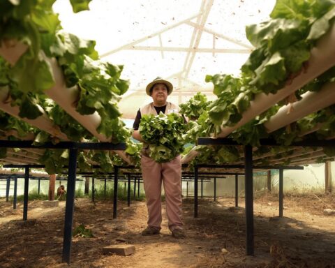 Seje kvinder i Bolivia dyrker salat uden jord