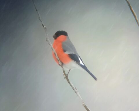 I sne står urt og busk … og fugl