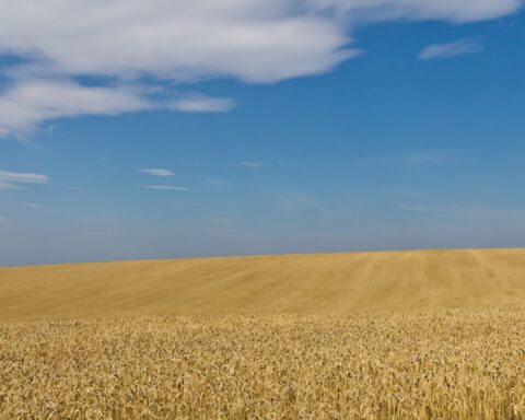 EU og Ukraine: Principper, pragmatisme og et portræt af et dilemma