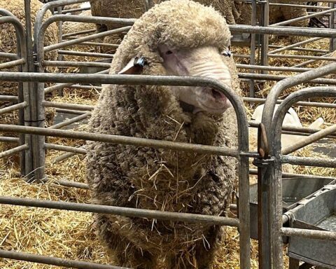 Australien og EU indgår historisk frihandelsaftale: det er “win-win”