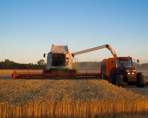 Svinevalget: Alle vi andre har tabt, og derfor vender det måske nu