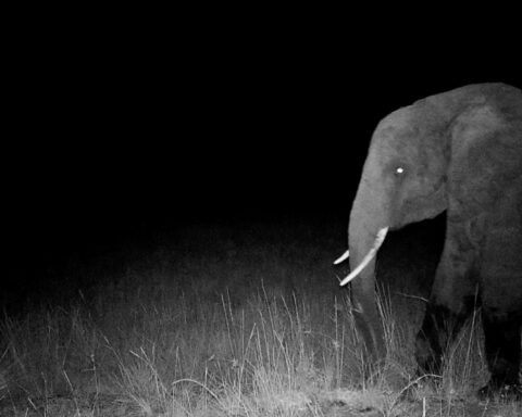 CPH:DOX: Werner Herzog og jagten på spøgelseselefanterne