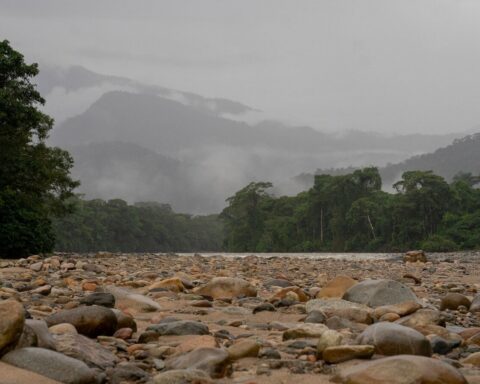 Kvinder kæmper for junglen i Amazonas – uden den mister de deres medicin