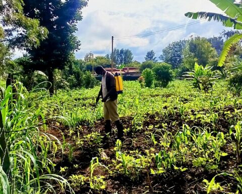 EU eksporterer “død” som aldrig før og tjener milliarder