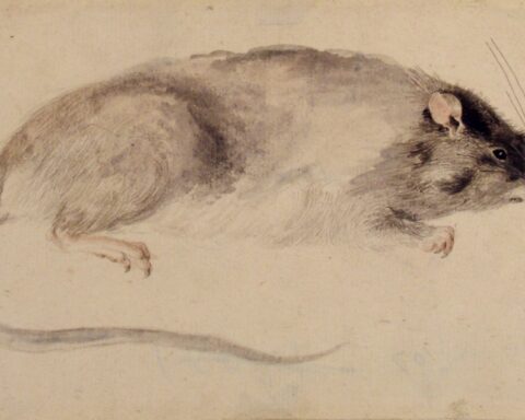 Var pestrotter Nazitysklands hemmelige våben?