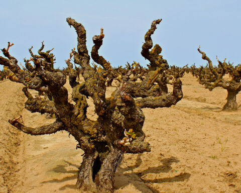 Giver gamle stokke bedre vine?