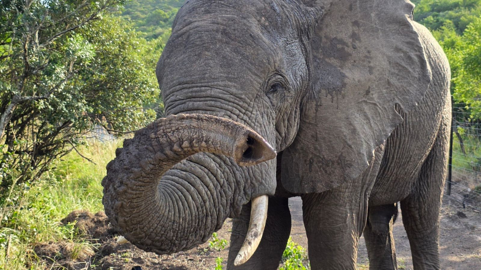 Elefant i Thula Thula i Sydafrika