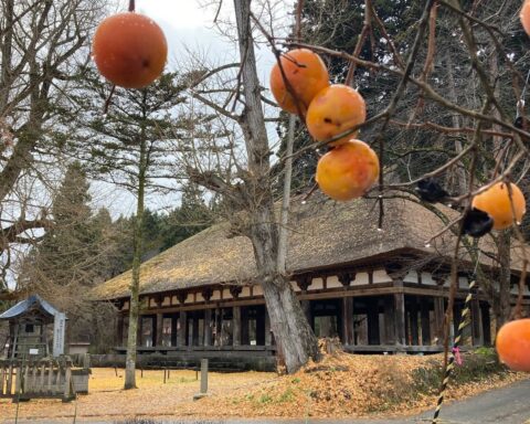 Boguddrag: Når kakifrugterne lyser op i det japanske efterår