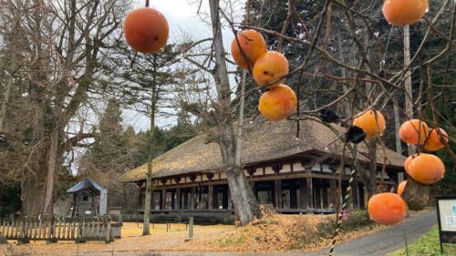Boguddrag: Når kakifrugterne lyser op i det japanske efterår