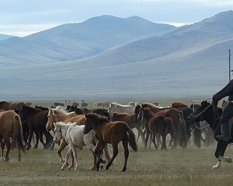 Mange mennesker er afhængige af græsningsarealer, ikke mindst i Mongoliet, hvor pastoralister på de vidtstrakte stepper er en stor del af kulturen. Foto: Pierre André Leclercq via Wikimedia Commons
